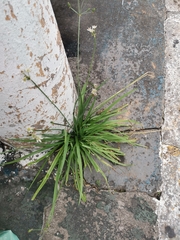 Nothoscordum