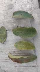 Quercus