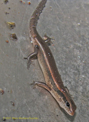 Marisora alliacea