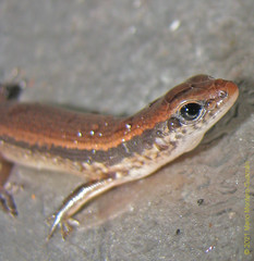 Marisora alliacea