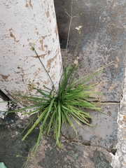 Nothoscordum
