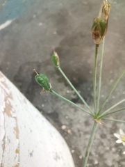 Nothoscordum