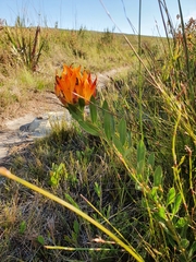 Liparia splendens comantha