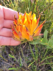 Liparia splendens comantha