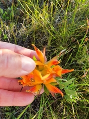 Liparia splendens comantha