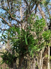 Bonellia macrocarpa