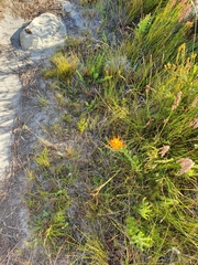 Liparia splendens comantha