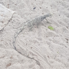 Polychrus acutirostris