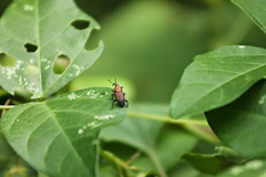 Rhodobaenus quinquepunctatus