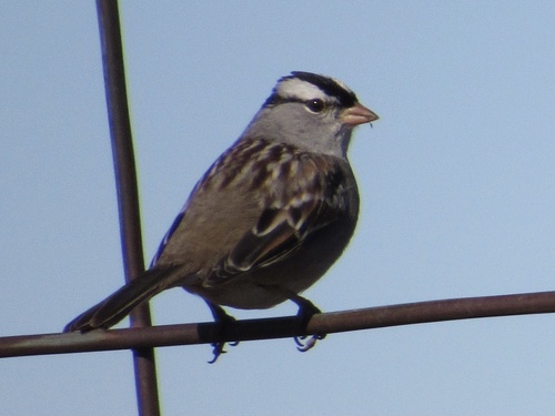 White-crowned Sparrow photographed in Oklahoma