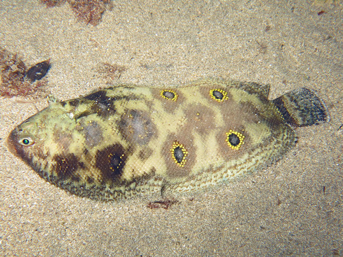 Eyed sole (Microchirus ocellatus) — Soleidae — 4