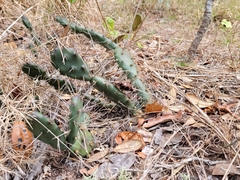 Opuntia drummondii