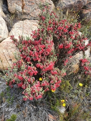 Erica strigilifolia