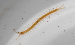 Cryptops anomalans