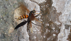 Polistes buyssoni