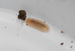 Trachelipus squamuliger