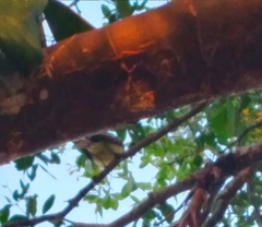 Myiarchus stolidus