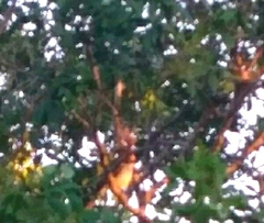 Myiarchus stolidus