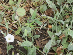 Convolvulus hermanniae