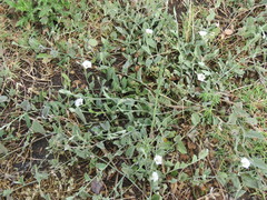 Convolvulus hermanniae