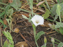 Convolvulus hermanniae