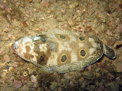 Microchirus ocellatus