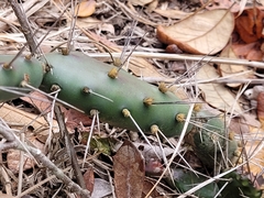 Opuntia drummondii