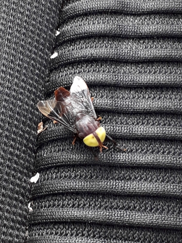 Genus Pachyschelomyia · iNaturalist