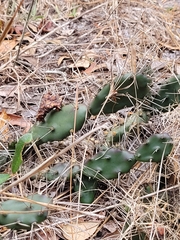 Opuntia drummondii