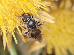 Lasioglossum discus