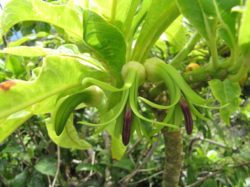 Clermontia kakeana
