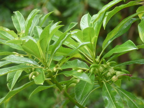 Clermontia kakeana