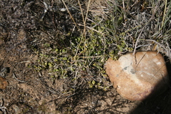 Blepharis integrifolia