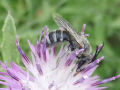 Lasioglossum discus
