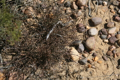 Muraltia muraltioides