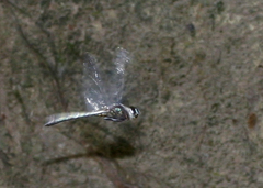 Zygonyx iris malayanus