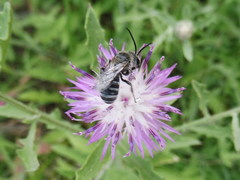 Lasioglossum discus