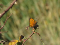 Lycaena asabinus