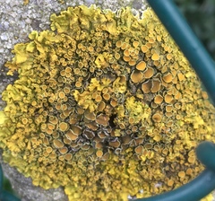 Xanthoria parietina