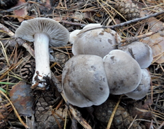 Tephrocybe putida