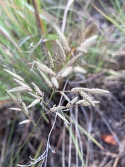Eragrostis racemosa