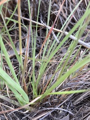 Eragrostis racemosa