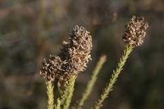 Selago ramosissima