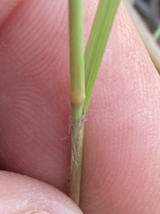 Eragrostis racemosa