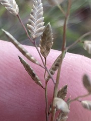 Eragrostis racemosa