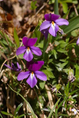 Viola pedata