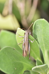 Euchorthippus elegantulus