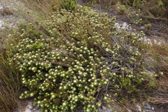 Phylica dioica