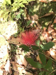 Calliandra