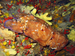Scyllarides latus